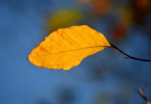 Erst Schauer, dann Sonne: So wird das Wetter in Sachsen