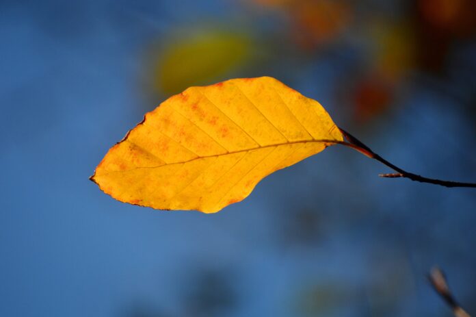 neelam279-beech-leaf-9960210