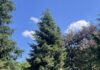 18,50 Meter und fünf Tonnen: Leipziger Weihnachtsbaum kommt aus dem Sauerland