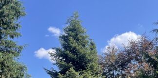 18,50 Meter und fünf Tonnen: Leipziger Weihnachtsbaum kommt aus dem Sauerland