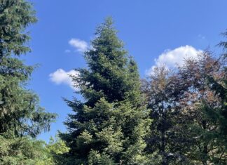 18,50 Meter und fünf Tonnen: Leipziger Weihnachtsbaum kommt aus dem Sauerland