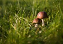 Pilze