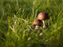 Pilze