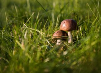 Pilzlehrwanderung im Thümmlitzwald: Expertenwissen rund um heimische Pilze Pilze