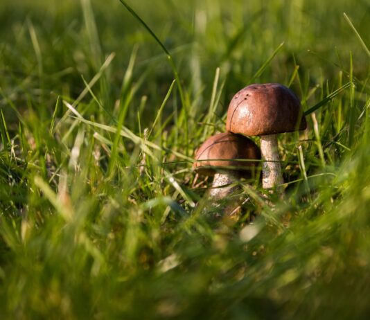 Pilze
