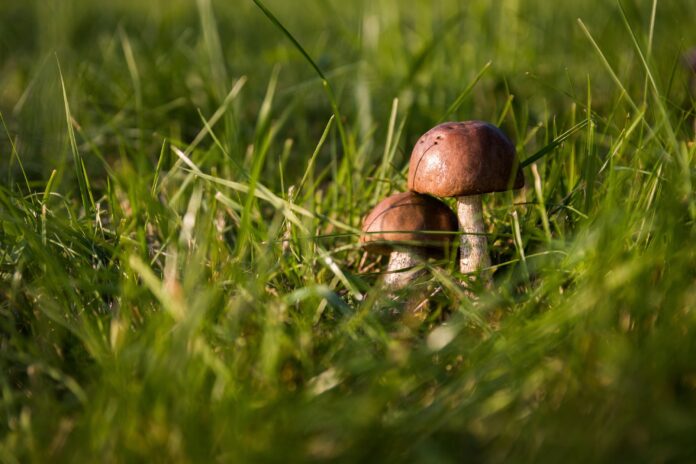 Pilze